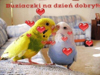 Dwa kanarki buziaczki